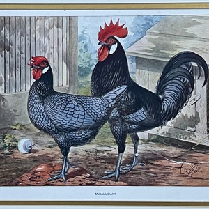 Original 1900 Andalusians Chicken Print,JW. Ludlow,Poultry,Litho,Old,Wright,Fowl,Hen & Rooster