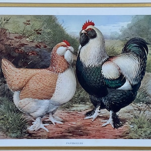 Original 1900 Faverolles Chicken Print,JW. Ludlow,Poultry,Litho,Old,Wright,Fowl,Hen & Rooster