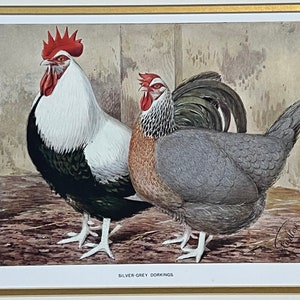 Original 1900 Silver Gray Dorkings Chicken Print,JW. Ludlow,Poultry,Litho,Old,Fowl,Hen & Rooster