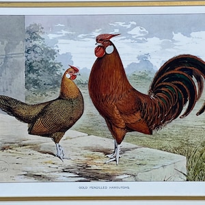 Original 1900 Gold Penciled Hamburghs Chicken Print,JW. Ludlow,Poultry,Litho,Old,Fowl,Hen & Rooster
