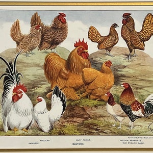 Original 1900 Bantam Chicken Print,Buff,Japanese,Seebright,JW. Ludlow,Poultry,Fowl,Hen & Rooster