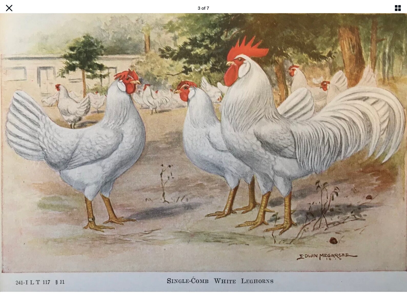 Original 1921 Single Comb White Leghorns Chicken Printmatted Etsy