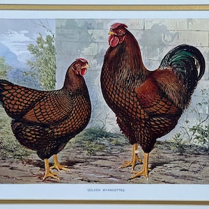 Original 1900 Golden Wyandottes Chicken Print,JW. Ludlow,Poultry,Litho,Old,Fowl,Hen & Rooster