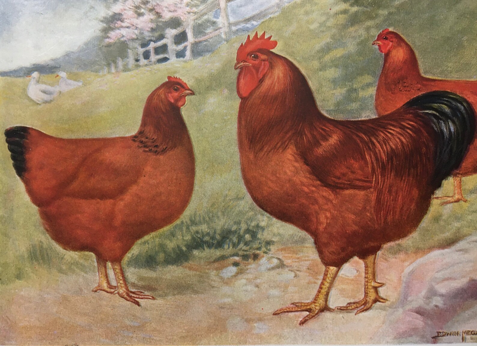 Original 1921 Rhode Island Reds Chicken PrintMattedReady2 Etsy