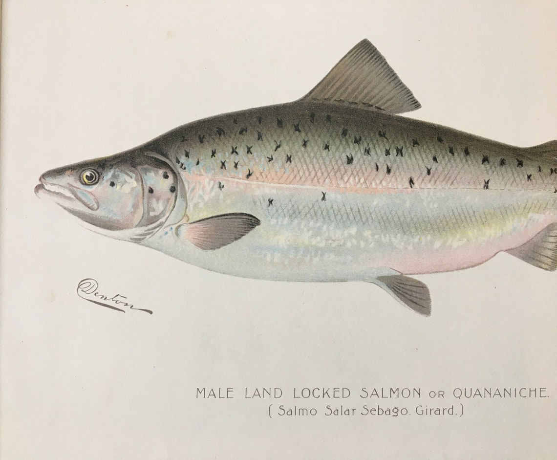 Original C1900 Denton Male Salmon Land Locked Fish Print Etsy