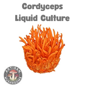 Cordyceps Militaris Culture | Lab-Grade Energy Boost