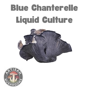 Vloeibare cultuurspuit blauwe cantharel - Polyozellus multiplex | Kweek thuis je eigen gastronomische paddenstoelen!
