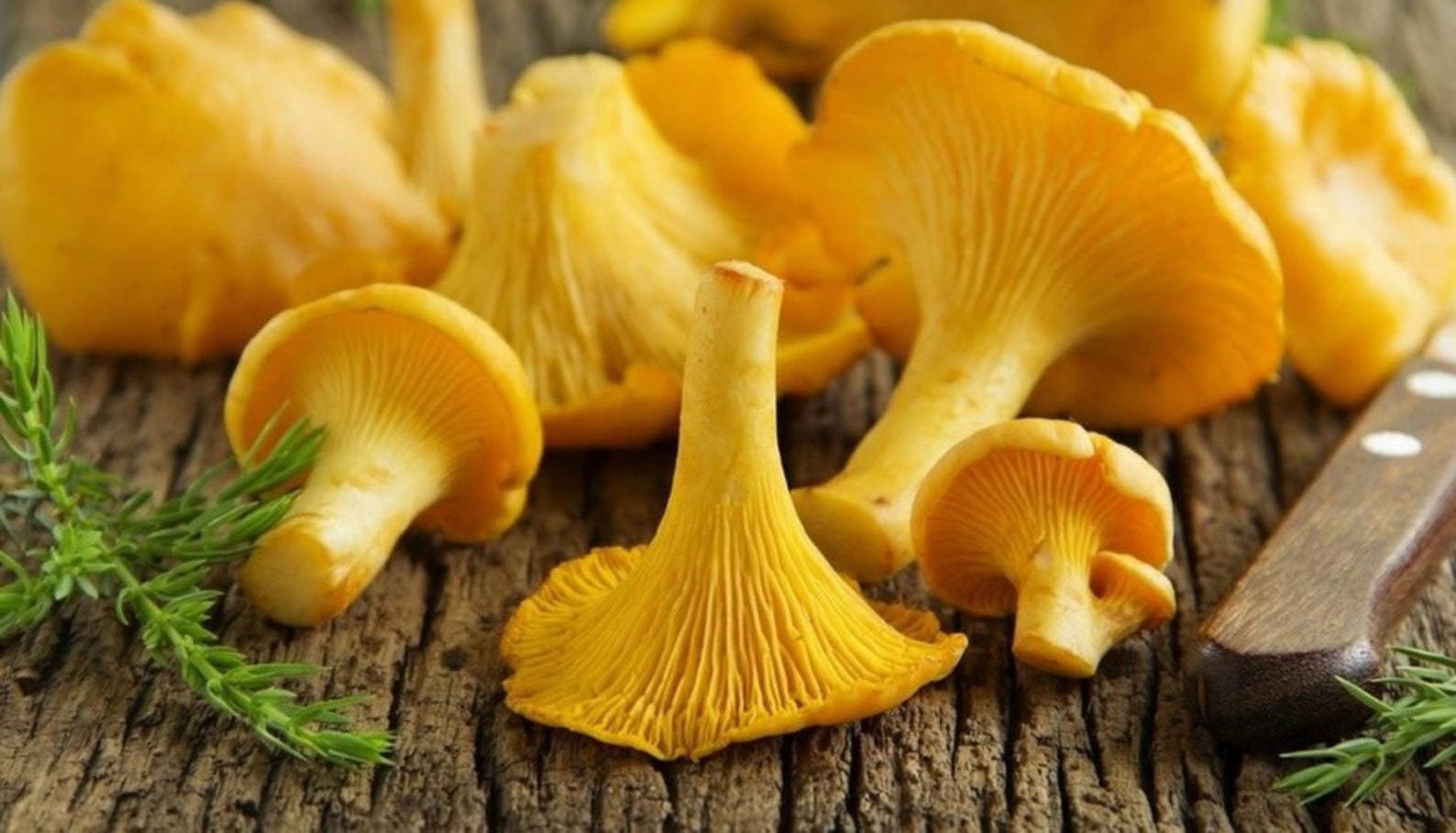 Yellow Chanterelle Mushroom Liquid Culture 5ml or 10ml Etsy