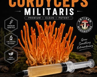 Coltura liquida di Cordyceps Militaris / Cordyceps arancione / Coltivazione di funghi / Micologia