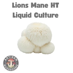 Micelio de grado de laboratorio para cultivo líquido tolerante al calor de Melena de León / Potenciador cerebral