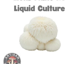 Micelio de grado de laboratorio para cultivo líquido tolerante al calor de Melena de León / Potenciador cerebral