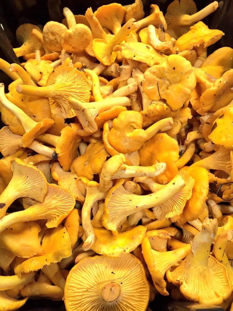 mushroom kit 100 g Fresh YELLOW CHANTERELLE Cantharellus Cibarius