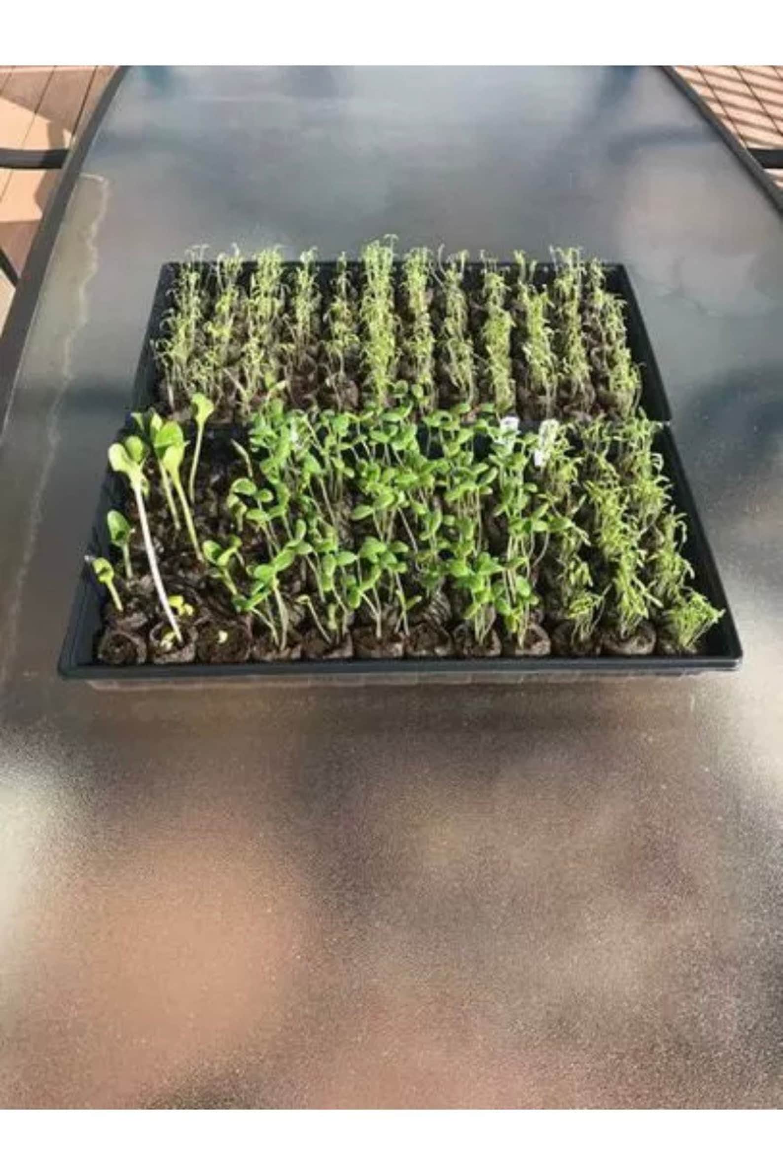 Seed starter kit jiffy seedling tray 72 peat pellet greenhouse | Etsy