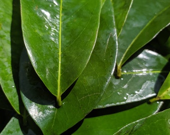 Dry Soursop Leaves l Graviola Guanabana Leaves l 100%ORGANIC l /10/25/50/100 pcs l   Soursop Herbal Tea l Healthy Tea l Ceylon Tea