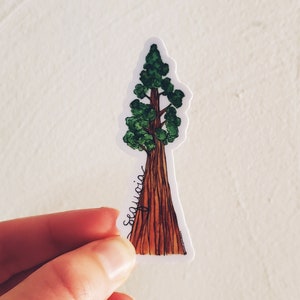 Sequoia Watercolor Sticker