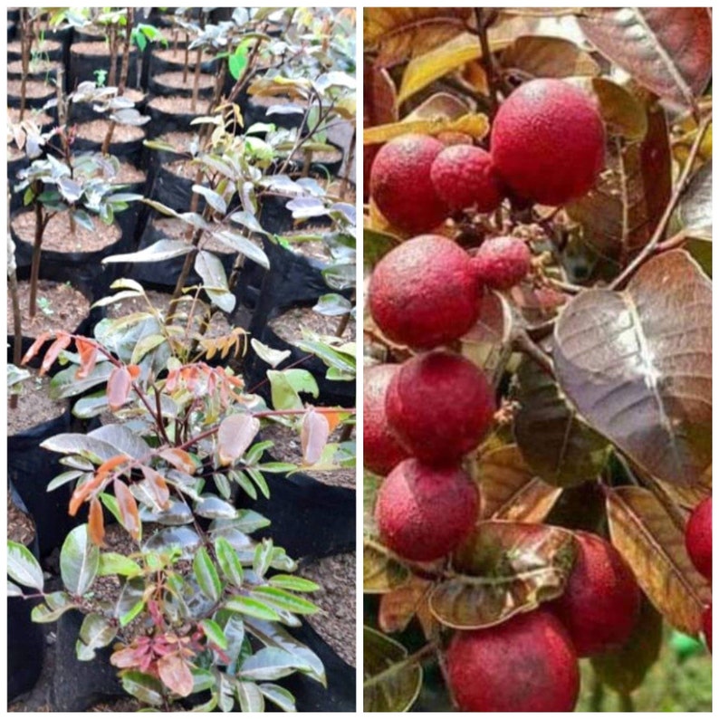 Red Longan Fruit Tree House Plants Free Phytosanitary Ship by Etsy