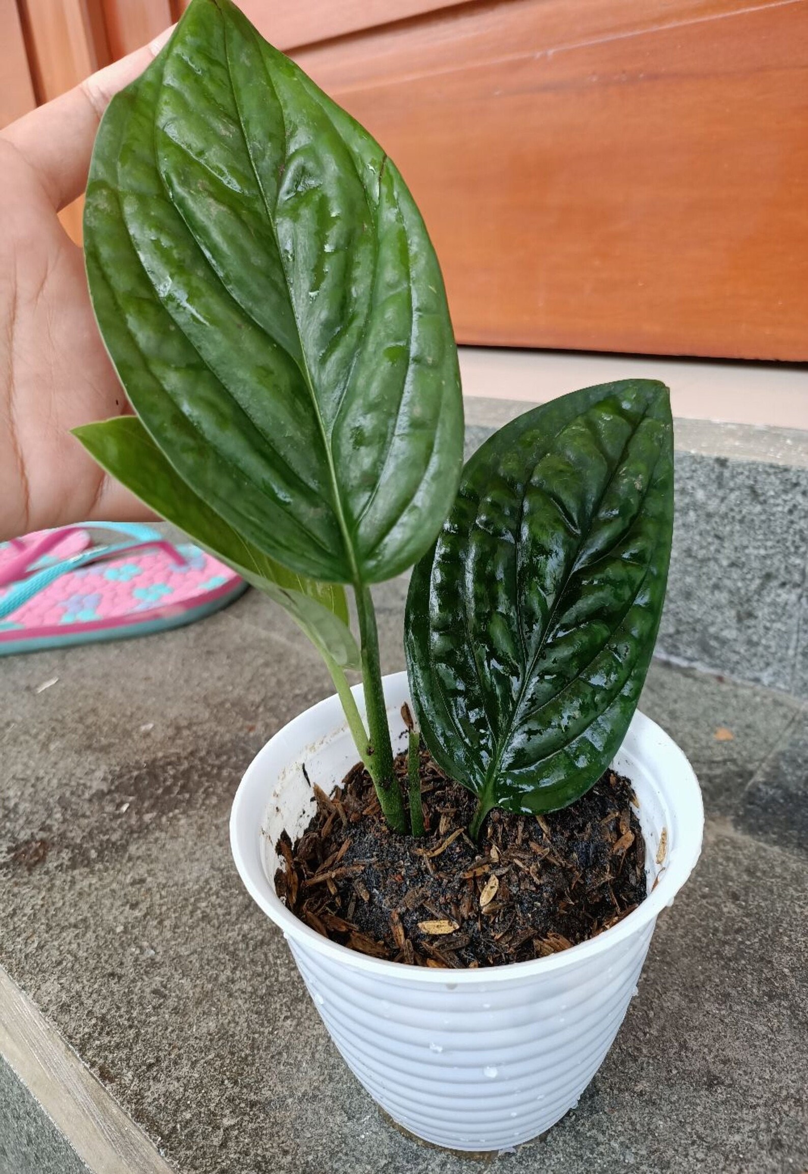 Monstera Karstenianum sp peru FREE Phyto Certificate  Etsy