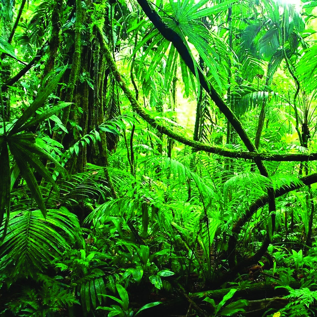 1/6th Scale PREDATOR Jungle Backdrop Ikea Detolf 15x15 Diorama