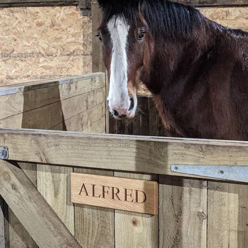 May include: A brown horse with a white stripe down its face looks into a wooden stall with a sign that reads "ALFRED".