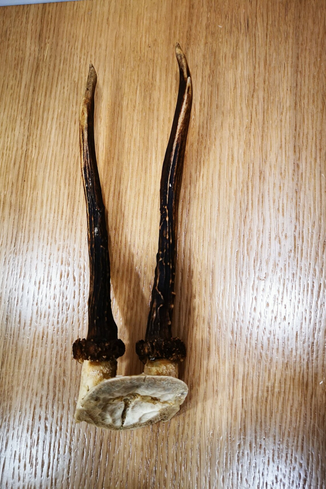 Straight Antlers Deer Antlers Antlers With Skull Roe Etsy