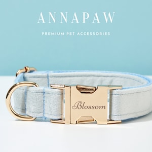 May include: A light blue and white dog collar with a gold buckle. The buckle has the word "Blossom" engraved on it.