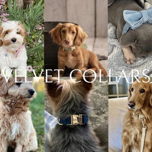 May include: A collage of dogs wearing velvet collars and bows. The dogs are various breeds and colors, with collars in shades of pink, green, blue, and brown. The text "VELVET COLLARS" is overlaid on the image in a white, elegant font.