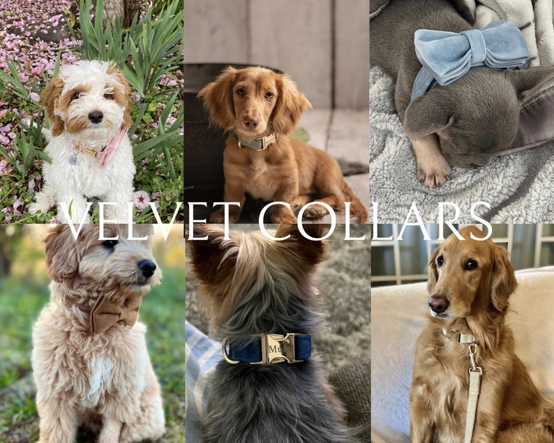 May include: A collage of dogs wearing velvet collars and bows. The dogs are various breeds and colors, with collars in shades of pink, green, blue, and brown. The text "VELVET COLLARS" is overlaid on the image in a white, elegant font.