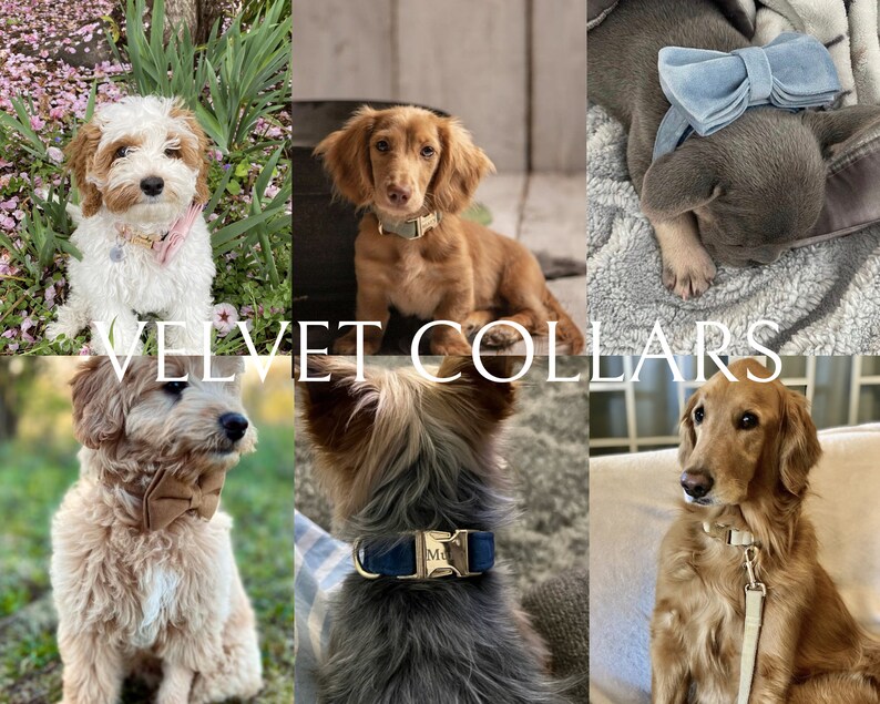 May include: Six dogs wearing velvet collars in various colors. The collars are adorned with bows and personalized tags. The dogs are of different breeds and sizes, and they are all looking at the camera.