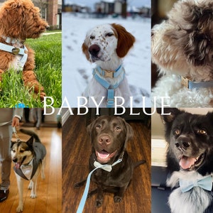 May include: A collage of six images featuring dogs wearing light blue collars and bow ties. The text "BABY BLUE" is superimposed on the images.