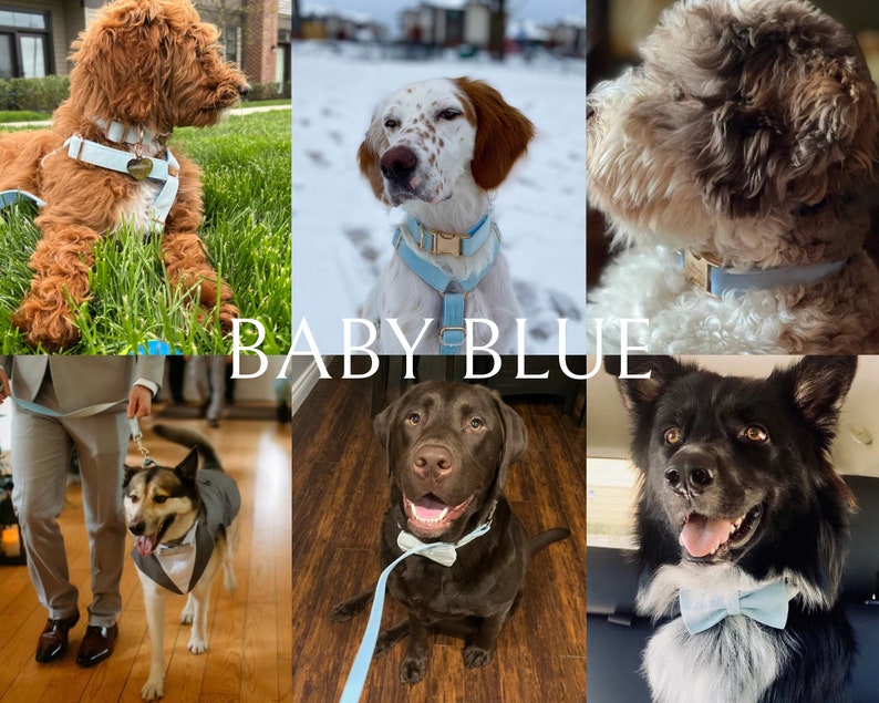 May include: A collage of six images featuring dogs wearing light blue collars and bow ties. The text "BABY BLUE" is superimposed on the images.