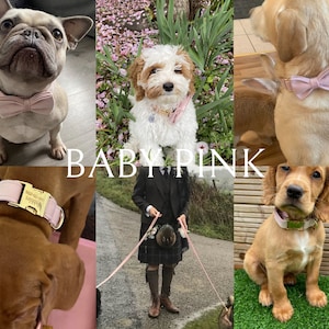 May include: A collage of four dogs wearing pink bowtie collars. The dogs are a French Bulldog, a Cocker Spaniel, a Labrador Retriever, and a Cavalier King Charles Spaniel. The collars are made of soft velvet and have a gold buckle. The dogs are all looking at the camera.
