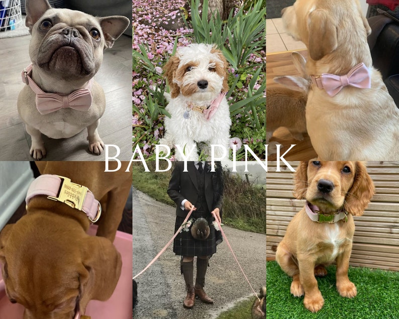May include: A collage of four dogs wearing pink bowtie collars. The dogs are a French Bulldog, a Cocker Spaniel, a Labrador Retriever, and a Cavalier King Charles Spaniel. The collars are made of soft velvet and have a gold buckle. The dogs are all looking at the camera.