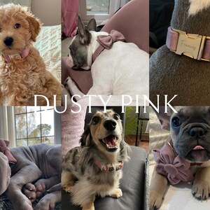 May include: A collage of five dogs wearing dusty pink velvet dog collars with different styles of bows and a personalized name tag. The collars are all made with a soft, luxurious velvet fabric and feature a gold metal buckle and D-ring.