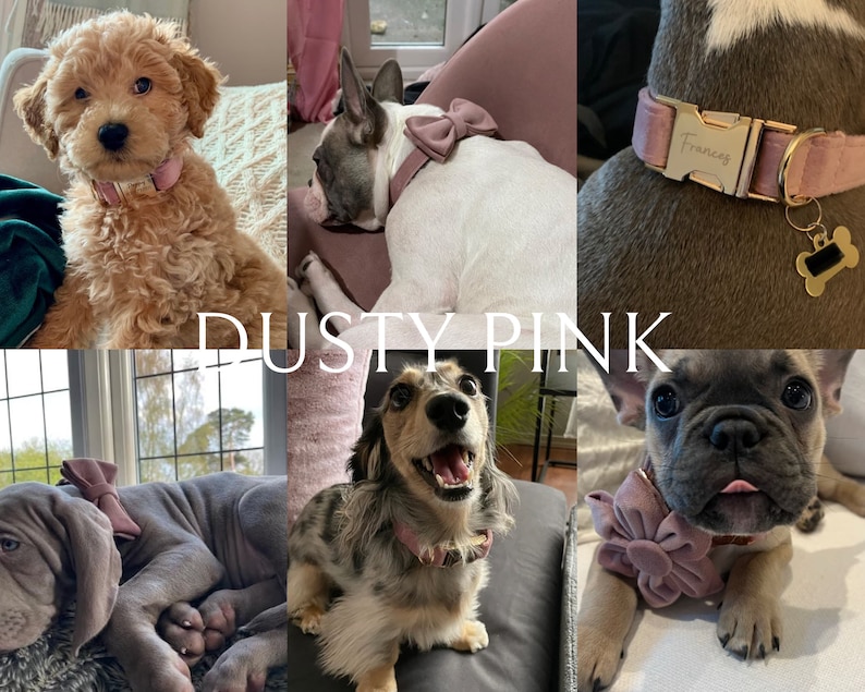 May include: A collage of five dogs wearing dusty pink velvet dog collars with different styles of bows and a personalized name tag. The collars are all made with a soft, luxurious velvet fabric and feature a gold metal buckle and D-ring.