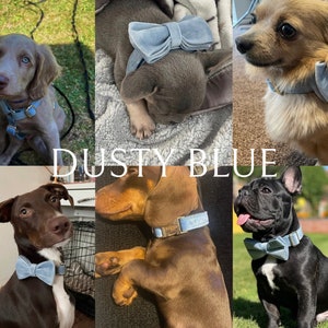 May include: A collection of dogs wearing dusty blue bow ties. The bow ties are made of soft velvet and have a classic design. The dogs are all different breeds and sizes, but they all look happy and comfortable wearing their bow ties.