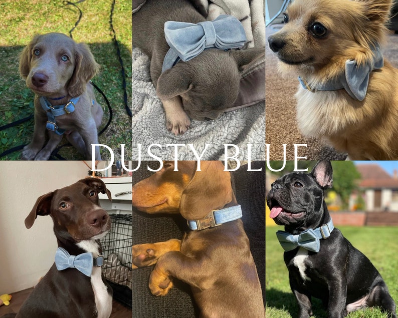 May include: A collection of dogs wearing dusty blue bow ties. The bow ties are made of soft velvet and have a classic design. The dogs are all different breeds and sizes, but they all look happy and comfortable wearing their bow ties.