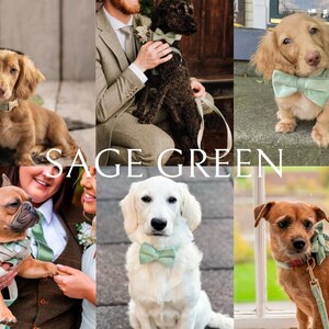 May include: A collage of six images featuring dogs wearing sage green bow ties and collars. The dogs are of various breeds and sizes, and they are all looking at the camera. The text "SAGE GREEN" is displayed in the center of the collage.