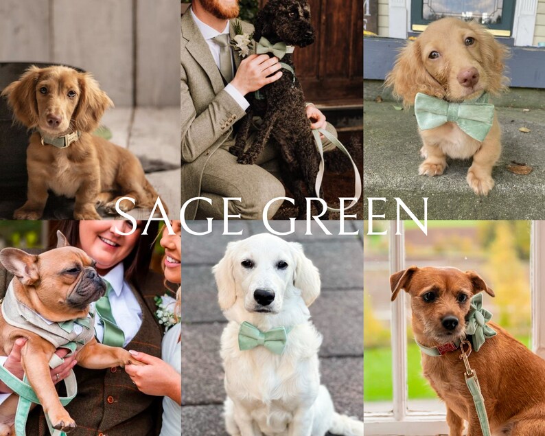 May include: A collage of six images featuring dogs wearing sage green bow ties and collars. The dogs are of various breeds and sizes, and they are all looking at the camera. The text "SAGE GREEN" is displayed in the center of the collage.