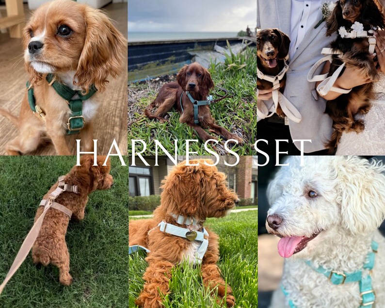 Puede incluir: Un conjunto de arneses para perros en varios colores, incluyendo verde, blanco y azul. Los arneses est&aacute;n hechos de cuero y presentan una variedad de dise&ntilde;os, incluyendo una hebilla en forma de coraz&oacute;n. Los arneses se muestran en diferentes razas de perros, incluyendo un Cavalier King Charles Spaniel, un Golden Retriever y un Poodle.
