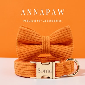 Może przedstawiać: Pomarańczowy kołnierz dla psa z  corduroy z  złotą klamrą i  pasującą muszką. Klamra jest grawerowana nazwą "Soma".