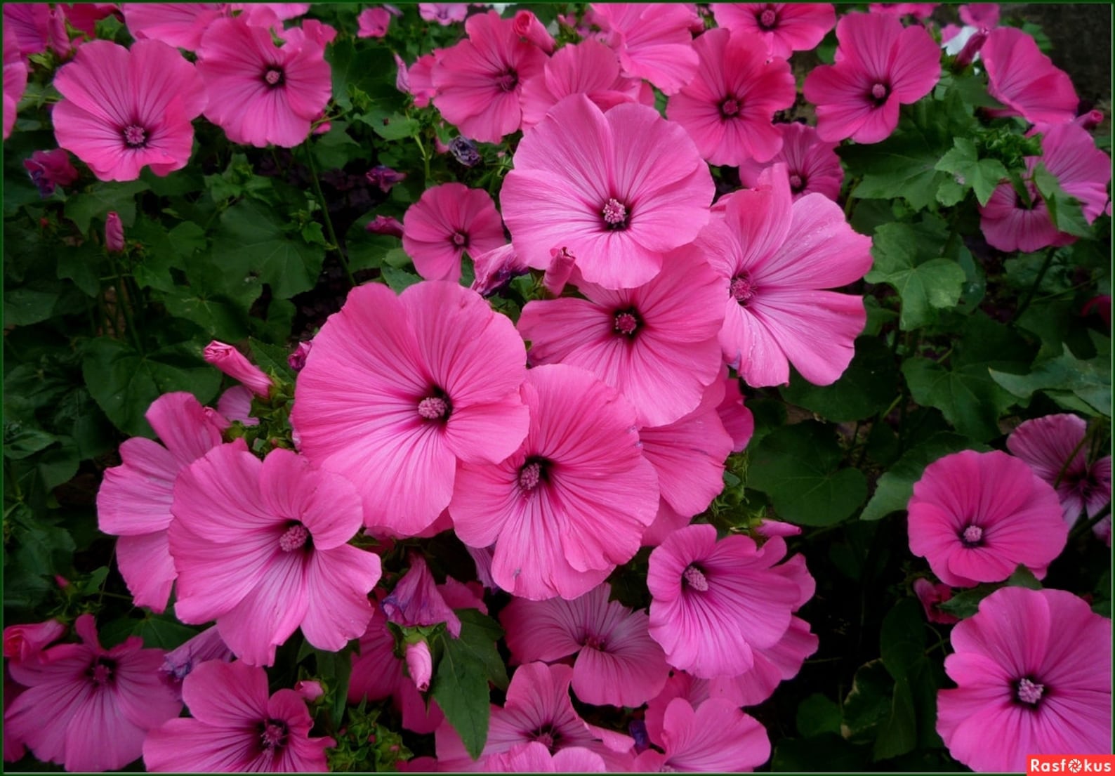 лаватера тюрингенская. лаватера тюрингенская розовая. лаватерия цветок. лаватера приморская. лаватера монблан белая.