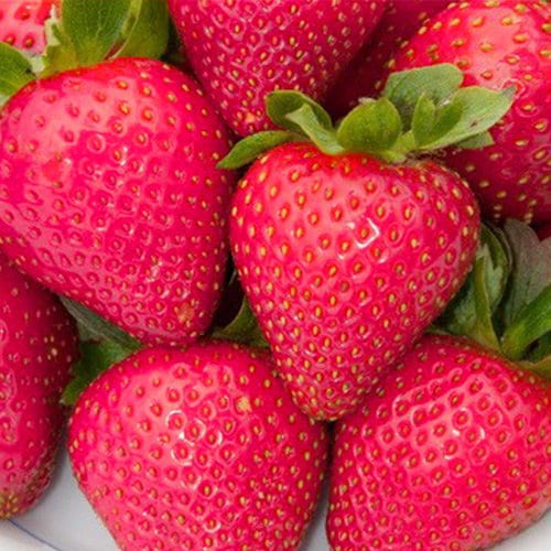 Strawberry F1 Pink dream remontant largefruited Etsy