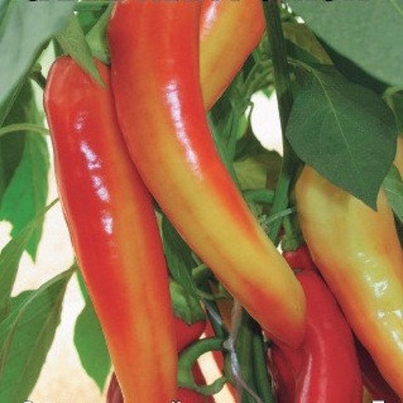 Bell sweet pepper Sugar cone Organic non GMO Etsy