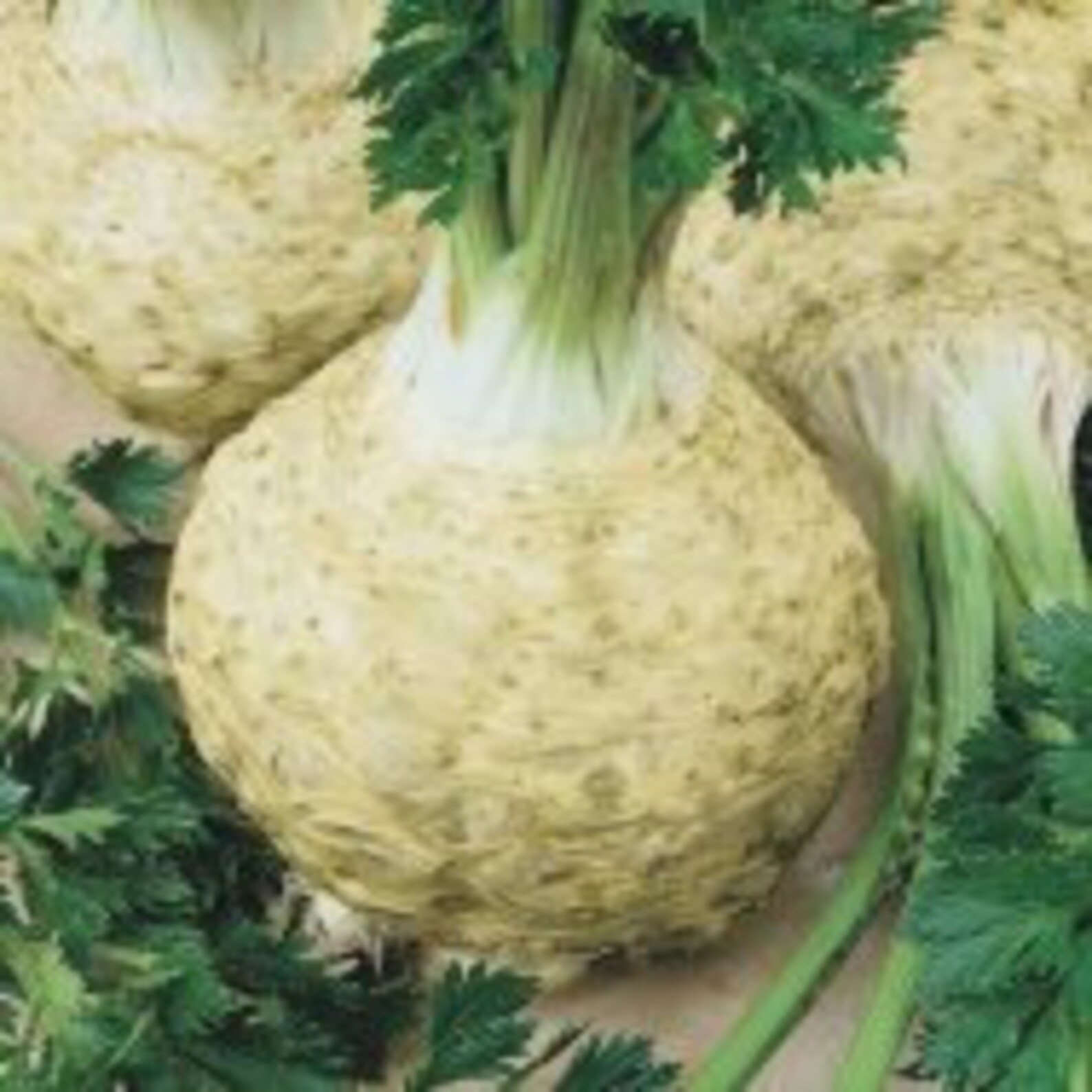 семена корневой. сельдерей корневой есаул. семена корневой. сельдерей корневой. сельдерей корневой диамант 10шт зса.