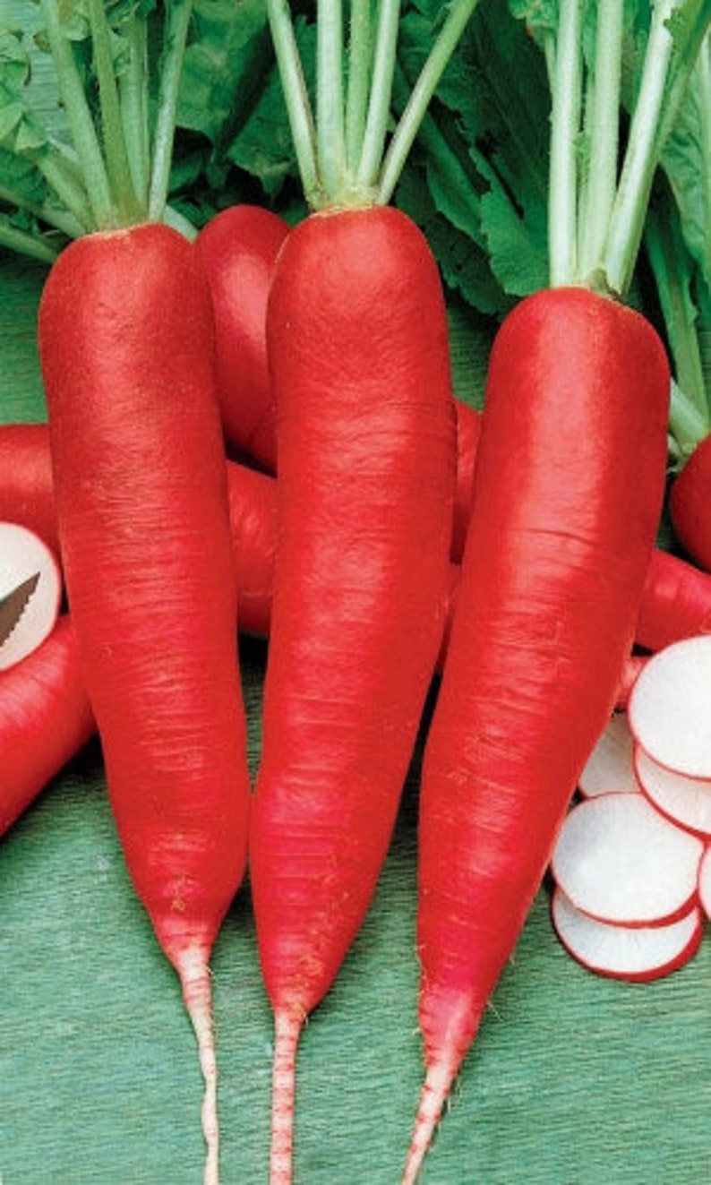 Сорт длинной редиски. Редис красный великан 2гр/10. Длинный редис. Редиска длинная. Длинный редис.