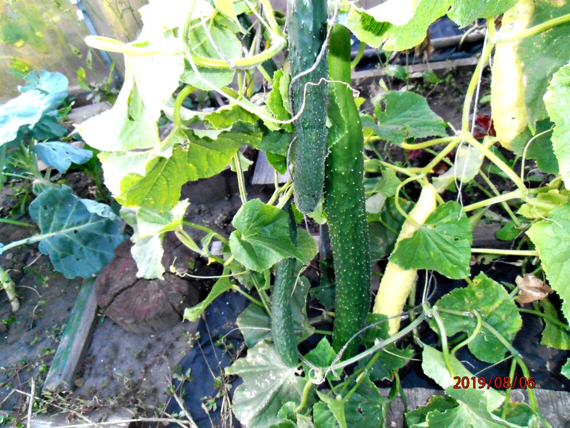 Chinese cucumber F1 Anaconda Russian High Quality Etsy