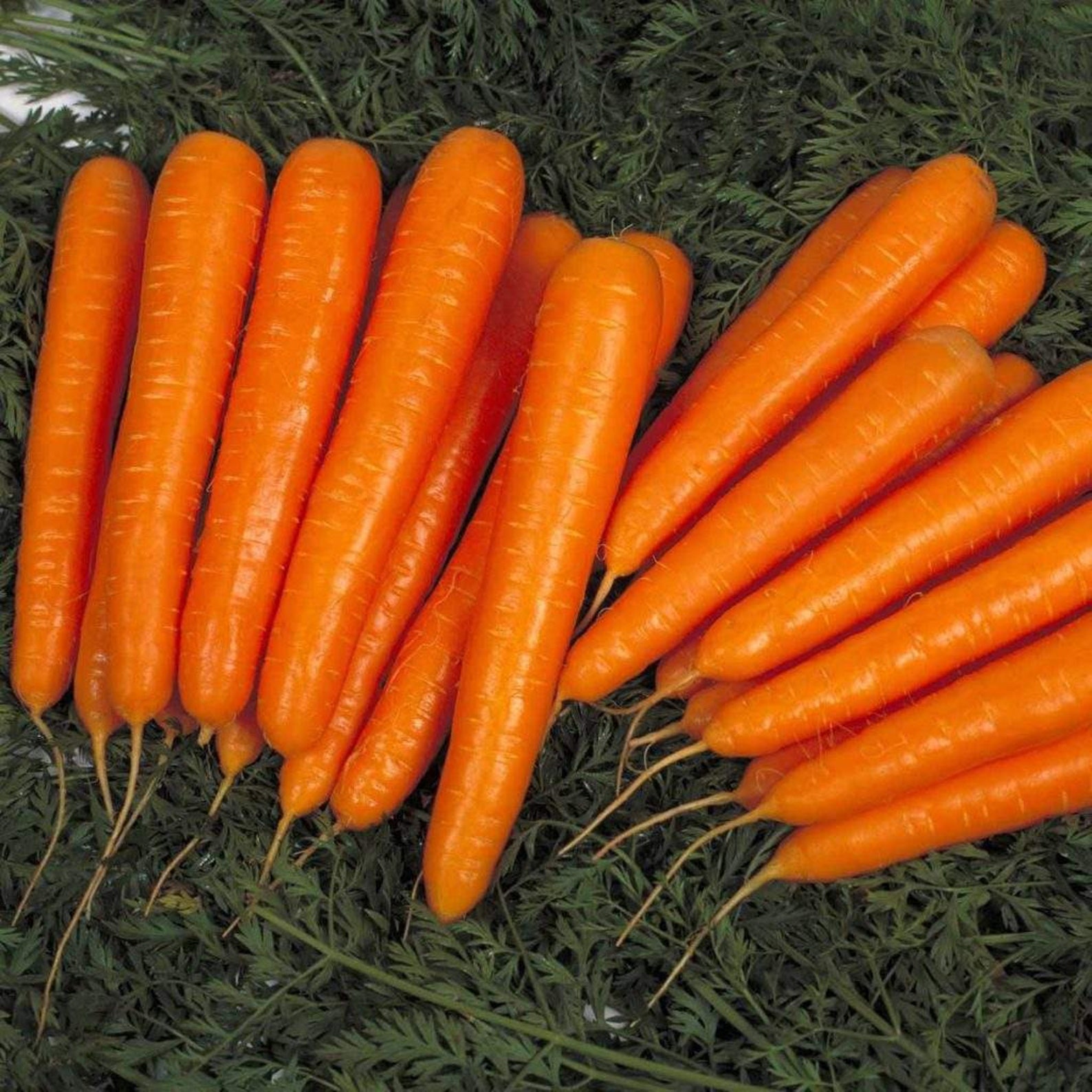 Морковь гибриды. Морковь бейби f1. Морковь Лагуна f1. Сорт моркови Лагуна f1. Семена морковь Лагуна f1 190шт.