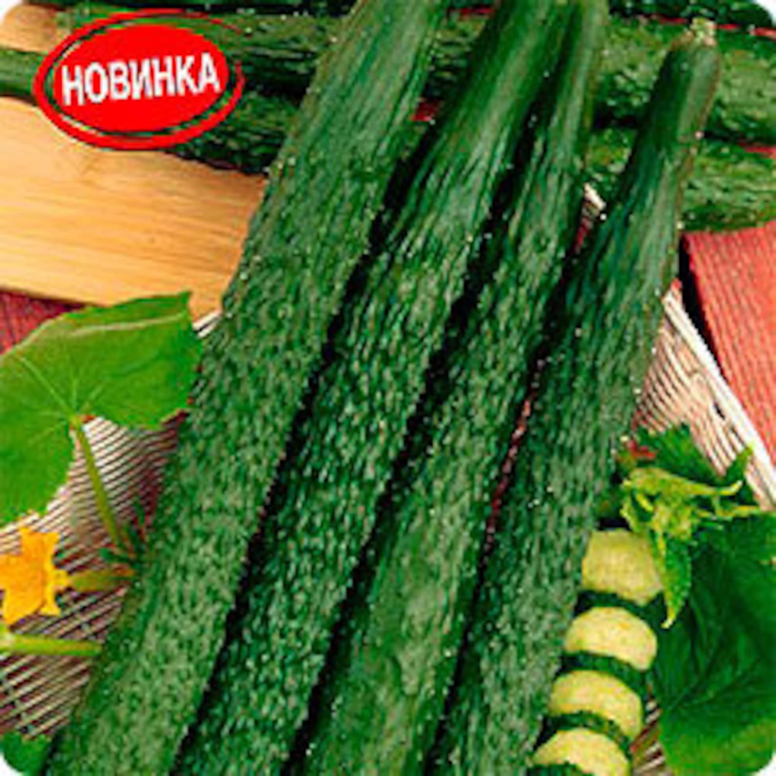 Chinese cucumber Dark Night F1 Russian High Etsy