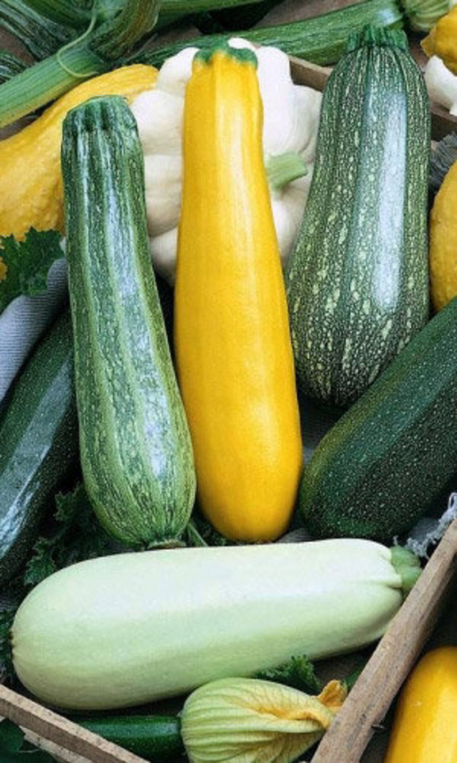 Zucchini mix Russian High Quality seeds High quality 10 Etsy