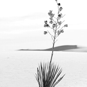 lone yucca plant ,white sands, gallery image, wall decor